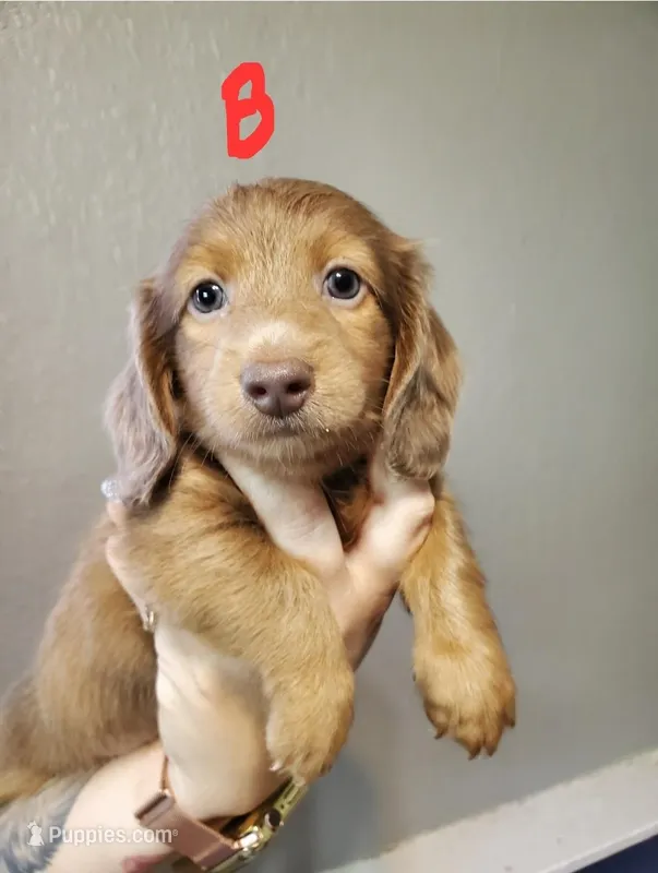 RT – Miniature Dachshund puppy for sale in Punta Gorda, FL