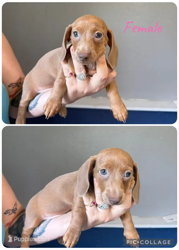 Light Red Female  – Miniature Dachshund puppy for sale in Punta Gorda, FL