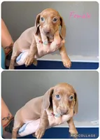 Light Red Female , a female Miniature Dachshund for sale in Punta Gorda, FL – 1 of 2