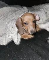 Red Female , a female Miniature Dachshund for sale in Punta Gorda, FL – 2 of 2