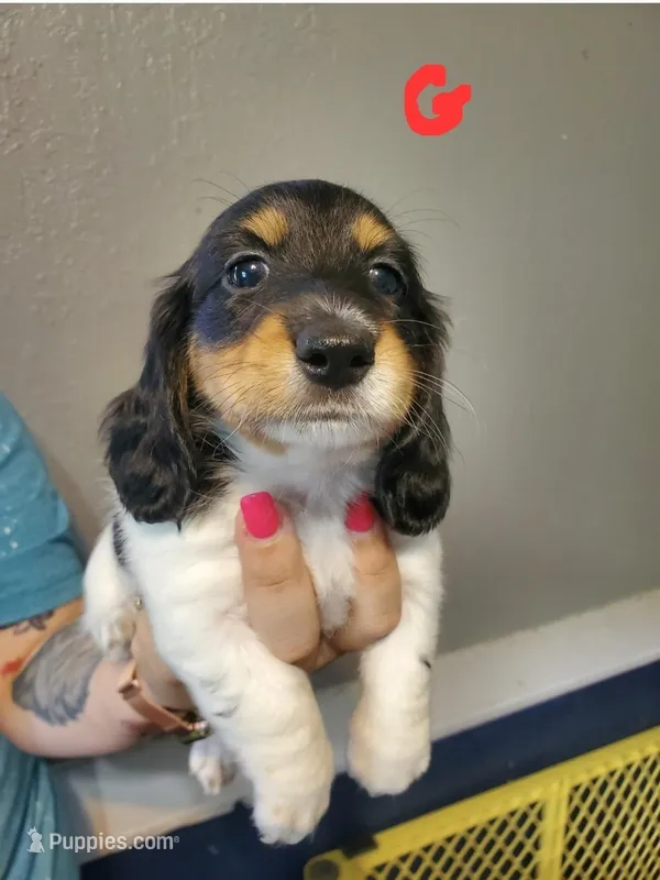 BTPF – Miniature Dachshund puppy for sale in Punta Gorda, FL