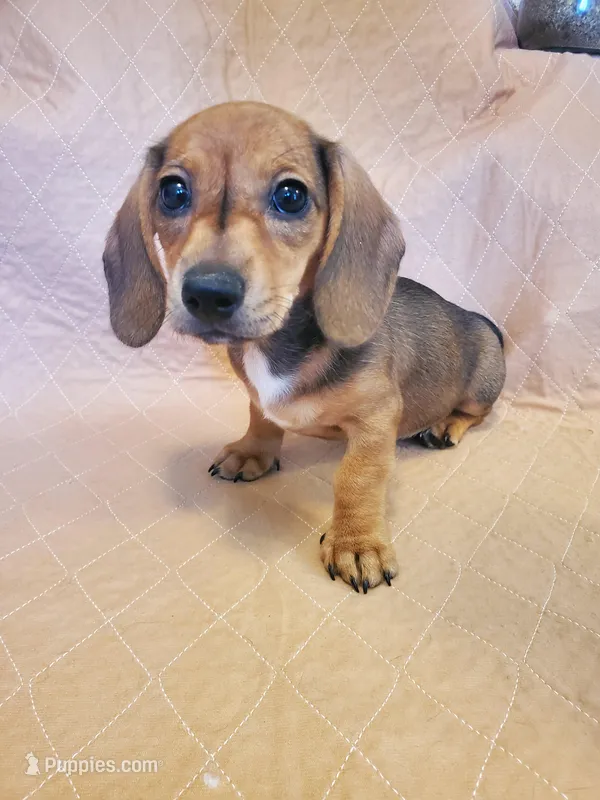 SR – Miniature Dachshund puppy for sale in Punta Gorda, FL