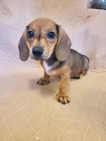 SR, a male Miniature Dachshund for sale in Punta Gorda, FL – 1 of 1