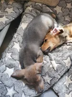 Chocolate Based Red, a male Miniature Dachshund for sale in Punta Gorda, FL – 2 of 3