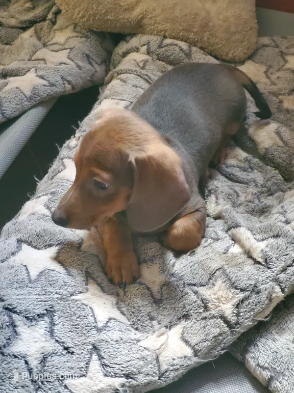 Chocolate Based Red – Miniature Dachshund puppy for sale in Punta Gorda, FL