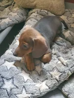 Chocolate Based Red, a male Miniature Dachshund for sale in Punta Gorda, FL – 1 of 3