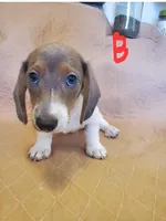 BT, a male Miniature Dachshund for sale in Punta Gorda, FL – 1 of 1