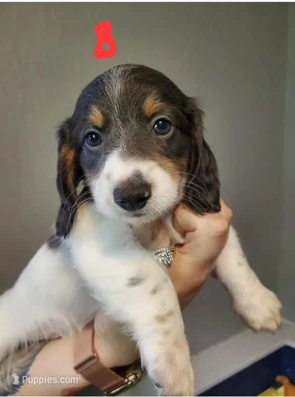 BTPM – Miniature Dachshund puppy for sale in Punta Gorda, FL