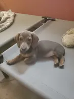 Chocolate Based Red, a male Miniature Dachshund for sale in Punta Gorda, FL – 3 of 3