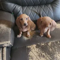Dark Red Female , a female Miniature Dachshund for sale in Punta Gorda, FL – 3 of 3