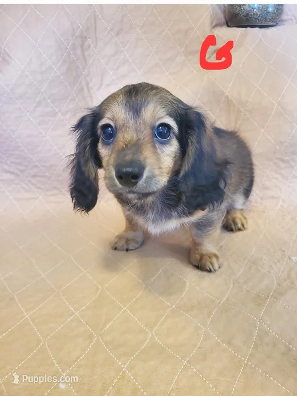 LH Shaded Red aka Mouse – Miniature Dachshund puppy for sale in Punta Gorda, FL