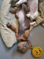 Shaded Red, a male Miniature Dachshund for sale in Punta Gorda, FL – 2 of 2