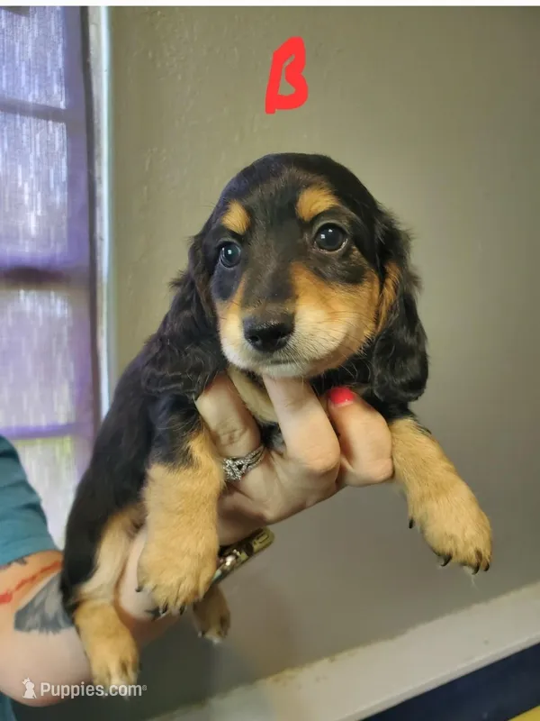 BT1 – Miniature Dachshund puppy for sale in Punta Gorda, FL