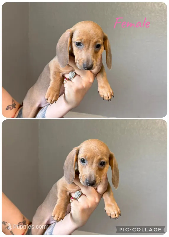 Dark Red Female  – Miniature Dachshund puppy for sale in Punta Gorda, FL