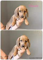 Dark Red Female , a female Miniature Dachshund for sale in Punta Gorda, FL – 1 of 3