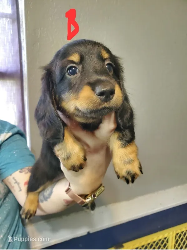 BT2 – Miniature Dachshund puppy for sale in Punta Gorda, FL