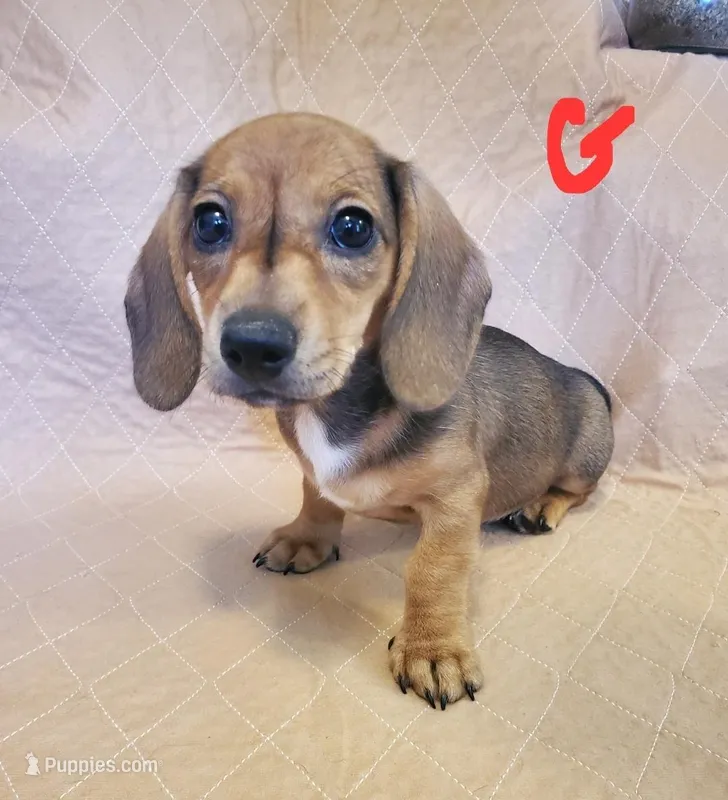 Red Girl – Miniature Dachshund puppy for sale in Punta Gorda, FL