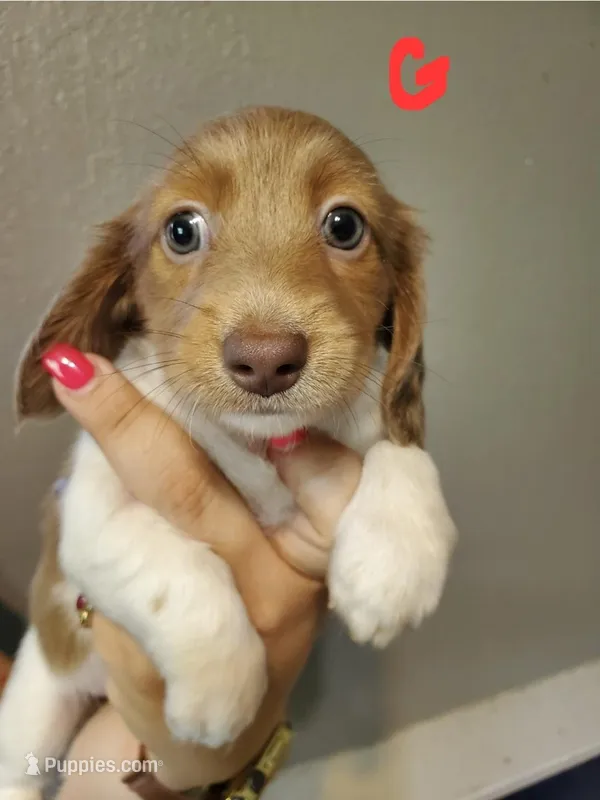 RP – Miniature Dachshund puppy for sale in Punta Gorda, FL