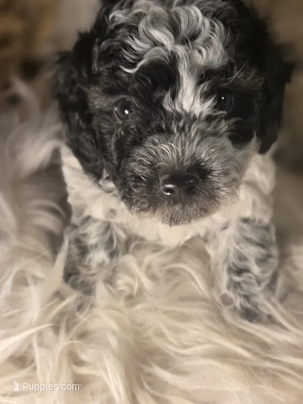 Delta – Poodle - Miniature  puppy for sale in Riverton, WY