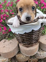 Brynn, a female Miniature Dachshund for sale in Riverton, WY – 5 of 8