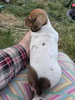Brynn, a female Miniature Dachshund for sale in Riverton, WY – 6 of 8