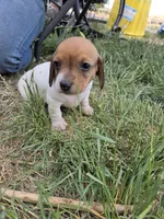 Brynn, a female Miniature Dachshund for sale in Riverton, WY – 7 of 8