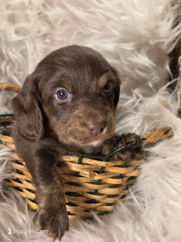 Beanie Baby (Bean) – Miniature Dachshund puppy for sale in Riverton, WY