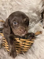 Beanie Baby (Bean), a female Miniature Dachshund for sale in Riverton, WY – 1 of 2