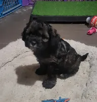 Zeb, a male Cockapoo for sale in Riverton, WY – 2 of 3