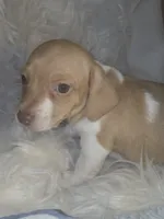 Copper - Smooth boy, a male Chiweenie for sale in Riverton, WY – 5 of 6