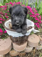 Robin , a female Doxiepoo and Yorkipoo for sale in Riverton, WY – 5 of 5