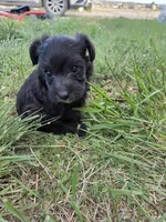 Robin , a female Doxiepoo and Yorkipoo for sale in Riverton, WY – 4 of 5