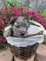 GiGi, a female Yorkipoo for sale in Riverton, WY – 3 of 6