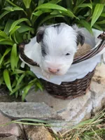 Gepetto, a male Yorkipoo for sale in Riverton, WY – 2 of 6