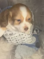 Rusty - Fluffy boy, a male Chiweenie for sale in Riverton, WY – 2 of 4