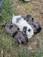 Gepetto, a male Yorkipoo for sale in Riverton, WY – 4 of 6