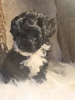 Buddy, a male Havapoo for sale in Riverton, WY – 2 of 4