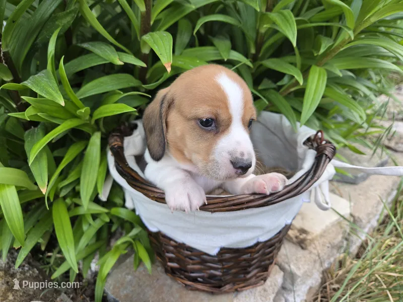 Badger – Miniature Dachshund puppy for sale in Riverton, WY