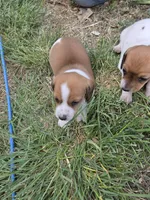 Badger, a male Miniature Dachshund for sale in Riverton, WY – 6 of 6