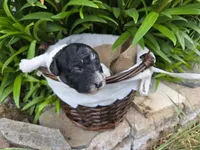 Drifter , a male Poodle - Miniature  for sale in Riverton, WY – 1 of 2