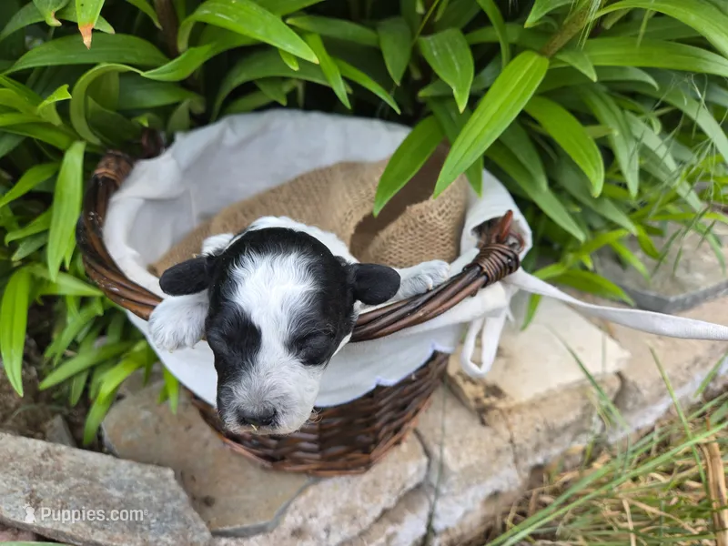 Dallas – Poodle - Miniature  puppy for sale in Riverton, WY
