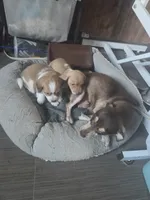Copper - Smooth boy, a male Chiweenie for sale in Riverton, WY – 6 of 6