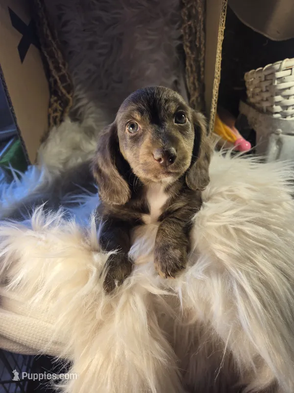 Beanie Baby (Bean) – Miniature Dachshund puppy for sale in Riverton, WY
