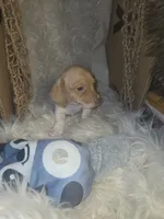 Copper - Smooth boy, a male Chiweenie for sale in Riverton, WY – 4 of 6