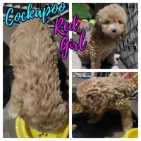 Zenna, a female Cockapoo for sale in Riverton, WY – 2 of 2