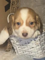 Rusty - Fluffy boy, a male Chiweenie for sale in Riverton, WY – 1 of 4