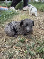 Grizzly, a male Yorkipoo for sale in Riverton, WY – 2 of 2