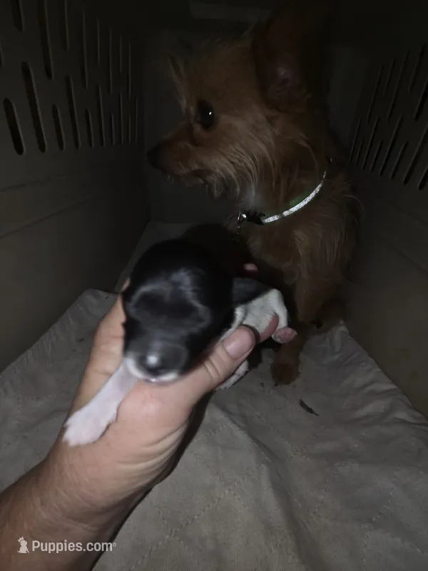 Twig Black and white girl – Doxiepoo puppy for sale in Riverton, WY