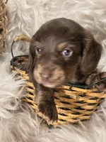 Beanie Baby (Bean), a female Miniature Dachshund for sale in Riverton, WY – 2 of 2