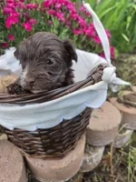 Gidget , a female Yorkipoo for sale in Riverton, WY – 3 of 4